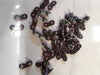 Oregon 30118  25 pk saw chain repair connecting links  3/8 chain 73LGX