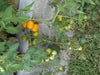 New Iowa Gold Hybrid Yellow Tomato