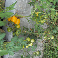 New Iowa Gold Hybrid Yellow Tomato