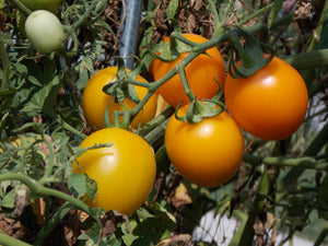 New Iowa Gold Hybrid Yellow Tomato