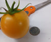 New Iowa Gold Hybrid Yellow Tomato small size
