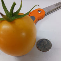 New Iowa Gold Hybrid Yellow Tomato small size