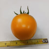 New Iowa Gold Hybrid Yellow Tomato