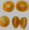New Iowa Gold Hybrid Yellow Tomato Seeds 25-pack