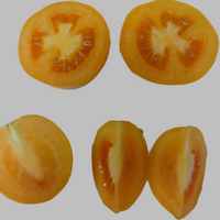 New Iowa Gold Hybrid Yellow Tomato Seeds 25-pack