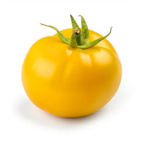 Iowa Gold Tomatoes